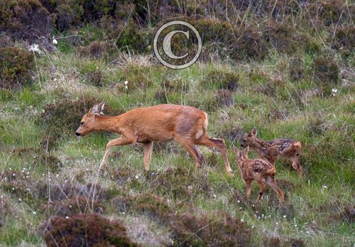 Roe Deer Doe With Fawns DM1120